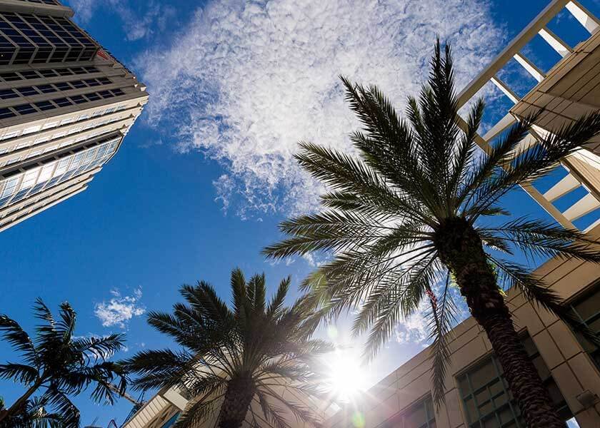 Palm trees